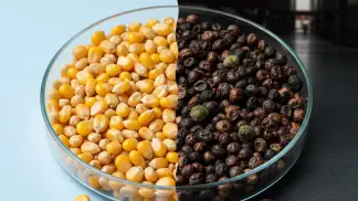 Miniatura do artigo de Gestão Agrícola: Grãos Ardidos em Milho e Soja: Como Identificar e Evitar Perdas na Sua Lavoura