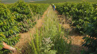 Miniatura do artigo de Manejo de Plantas Daninhas: Guia Completo: Como Controlar as 9 Principais Plantas Daninhas do Café