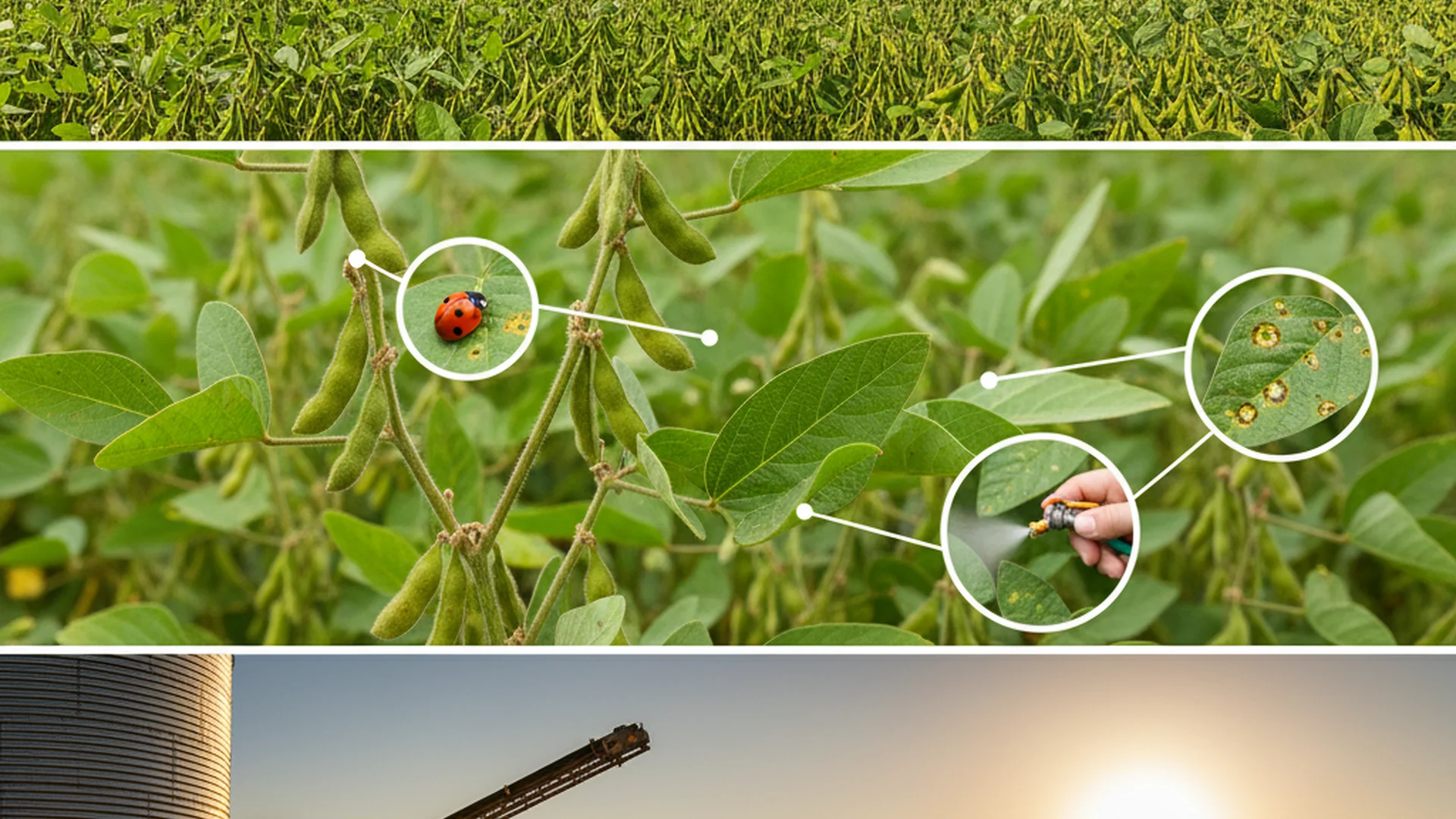 Guia Completo da Cultura da Soja: Do Plantio à Colheita