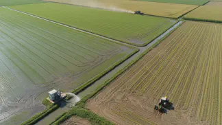 Miniatura do artigo de Gestão Agrícola: Guia Completo da Plantação de Arroz: Do Plantio à Colheita