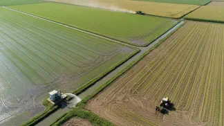 Miniatura do artigo de Gestão Agrícola: Plantação de Arroz: Guia do Plantio à Colheita | Aegro