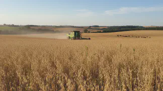 Miniatura do artigo de Gestão Agrícola: Guia Completo da Plantação de Aveia: Do Plantio à Colheita