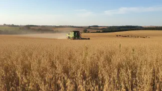 Miniatura do artigo de Gestão Agrícola: Guia Completo da Plantação de Aveia: Do Plantio à Colheita