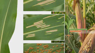 Miniatura do artigo de Manejo de Doencas: Guia Completo das Doenças do Milho: Identifique e Controle as Principais Ameaças