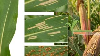 Miniatura do artigo de Manejo de Doencas: Guia Completo das Doenças do Milho: Identifique e Controle as Principais Ameaças
