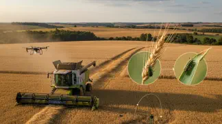 Miniatura do artigo de Gestão Agrícola: Guia Completo das Principais Pragas do Trigo: Identificação e Controle