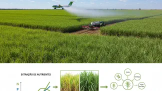 Miniatura do artigo de Gestão Agrícola: Guia Completo de Adubação para Cana-de-Açúcar: Doses e Nutrientes Essenciais