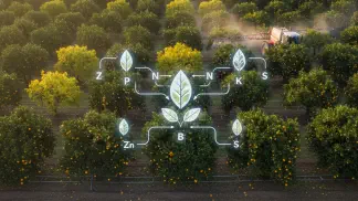 Miniatura do artigo de Manejo Integrado de Pragas: Guia Completo de Adubação para Citros: Do Nutriente Certo à Aplicação Eficiente