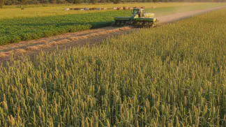 Miniatura do artigo de Gestão Agrícola: Guia Completo do Milheto: Do Plantio à Colheita para Máxima Produtividade