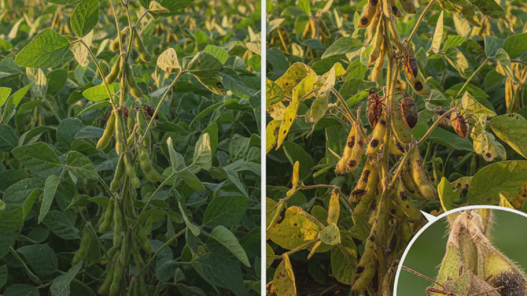 Guia Completo para o Controle de Percevejos na Lavoura