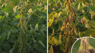 Miniatura do artigo de Manejo Integrado de Pragas: Guia Completo para o Controle de Percevejos na Lavoura