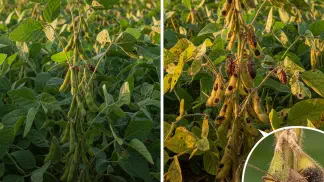 Miniatura do artigo de Manejo Integrado de Pragas: Guia Completo para o Controle de Percevejos na Lavoura