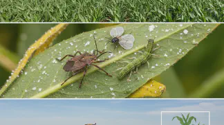 Miniatura do artigo de Manejo Integrado de Pragas: Guia das Principais Pragas Agrícolas do Brasil: Identificação e Controle
