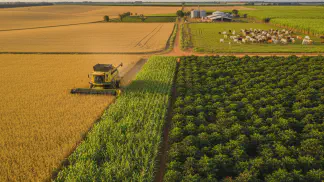 Miniatura do artigo de Manejo Integrado de Pragas: Guia de Cultivares de Soja 2024/25: Como Escolher a Melhor para Sua Lavoura
