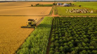 Miniatura do artigo de Manejo Integrado de Pragas: Guia de Cultivares de Soja 2024/25: Como Escolher a Melhor para Sua Lavoura