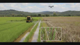 Miniatura do artigo de Manejo de Doencas: Guia Prático: As 6 Principais Doenças do Arroz e Como Fazer o Manejo Correto