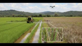 Miniatura do artigo de Manejo de Doencas: Guia Prático: As 6 Principais Doenças do Arroz e Como Fazer o Manejo Correto