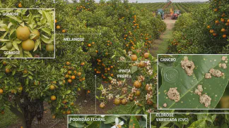 Miniatura do artigo de Gestão Agrícola: Guia Prático: Principais Doenças dos Citros e Como Fazer o Controle