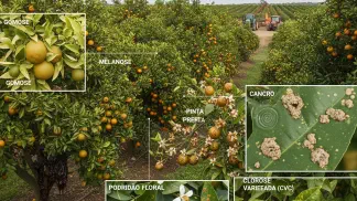 Miniatura do artigo de Gestão Agrícola: Guia Prático: Principais Doenças dos Citros e Como Fazer o Controle