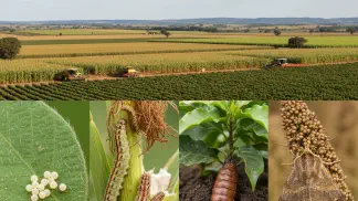 Miniatura do artigo de Manejo Integrado de Pragas: *Helicoverpa armigera*: Identificação e Controle na Lavoura