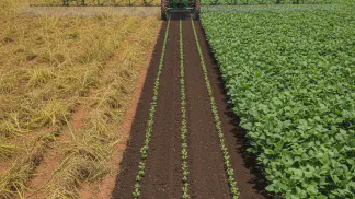 Miniatura do artigo de Manejo de Plantas Daninhas: Herbicidas Pré-Emergentes para Soja: O Guia Definitivo para um Manejo Eficaz