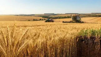 Miniatura do artigo de Gestão Agrícola: Tipos de Trigo no Brasil: Guia Prático de Cultivo [2025]