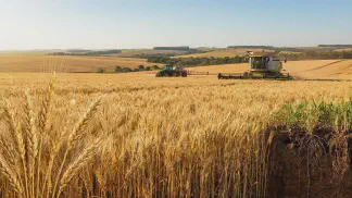 Miniatura do artigo de Gestão Agrícola: Tipos de Trigo no Brasil: Guia Prático de Cultivo [2025]
