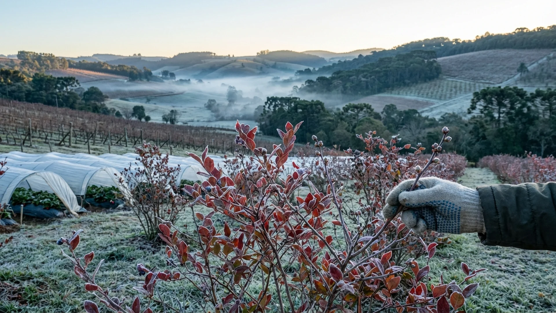 Imagem de destaque do artigo: Horas de Frio na Fruticultura: Guia Definitivo [2025]