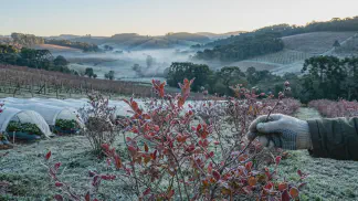 Miniatura do artigo de Gestão Agrícola: Horas de Frio na Fruticultura: Guia Definitivo [2025]