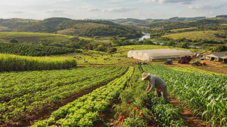Miniatura do artigo de Gestão Agrícola: Produção de Hortaliças vs Grãos: Qual Dá Mais Lucro? [2025]