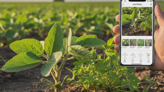 Miniatura do artigo de Manejo de Plantas Daninhas: Identificar Plantas Daninhas: 4 Apps e Livros para Manejo Eficiente