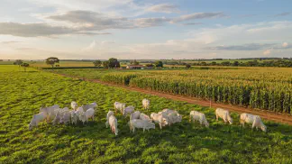 Miniatura do artigo de Gestão Agrícola: ILP e ILPF no Norte: Guia Prático Milho e Capim [2025]