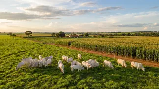 Miniatura do artigo de Gestão Agrícola: ILP e ILPF no Norte: Guia Prático Milho e Capim [2025]