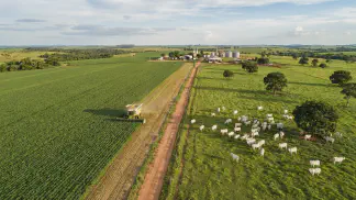 Miniatura do artigo de Gestão Agrícola: ILP e ILPF na Recuperação de Pastagens: Guia Completo [2025]