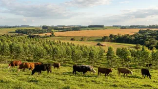 Miniatura do artigo de Gestão Agrícola: ILP e ILPF no Sul: Guia Definitivo de Manejo [2025]