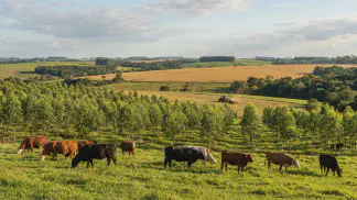 Miniatura do artigo de Gestão Agrícola: ILP e ILPF no Sul: Guia Definitivo de Manejo [2025]