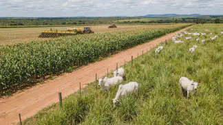 Miniatura do artigo de Gestão Agrícola: Integração Lavoura-Pecuária: Como Começar na Prática [2025]