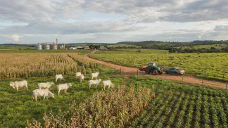 Miniatura do artigo de Gestão Agrícola: ILP Milho e Gado na Safrinha: Guia Prático de Manejo [2025]