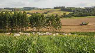 Miniatura do artigo de Gestão Agrícola: ILPF: Guia da Integração Lavoura-Pecuária-Floresta [2025]