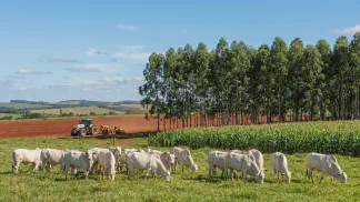 Miniatura do artigo de Gestão Agrícola: ILPF no Nordeste: Guia Completo para Lucrar Mais [2025]