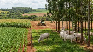 Miniatura do artigo de Gestão Agrícola: Transferência de Tecnologia na ILPF: Guia Prático [2025]