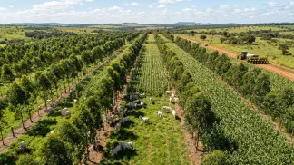 Miniatura do artigo de Gestão Agrícola: ILPF: Guia Definitivo de Planejamento e Vantagens [2025]