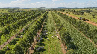 Miniatura do artigo de Gestão Agrícola: ILPF: Guia Definitivo de Planejamento e Vantagens [2025]