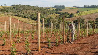 Miniatura do artigo de Gestão Agrícola: Pomar de Maracujá: Guia de Implantação em 7 Passos [2025]