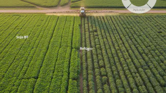 Miniatura do artigo de Manejo Integrado de Pragas: Inseticidas para Soja: Como Fazer o Manejo Certo para a Sua Lavoura