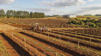 Miniatura do artigo de Gestão Agrícola: Instalação de Pomar de Pêssego e Ameixa: Guia Prático [2025]