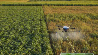 Miniatura do artigo de Gestão Agrícola: Intacta 2 Xtend: O Guia Completo da Nova Biotecnologia para Soja