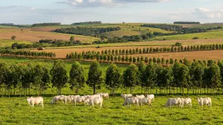 Miniatura do artigo de Gestão Agrícola: Integração Lavoura-Pecuária-Floresta: 5 Vantagens [2025]
