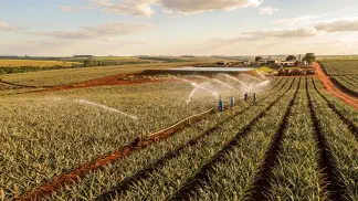 Miniatura do artigo de Gestão Agrícola: Irrigação de Abacaxi: Guia para Alta Produtividade [2025]