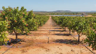Miniatura do artigo de Gestão Agrícola: Irrigação do Cajueiro-Anão: Guia Prático de Sistemas [2025]